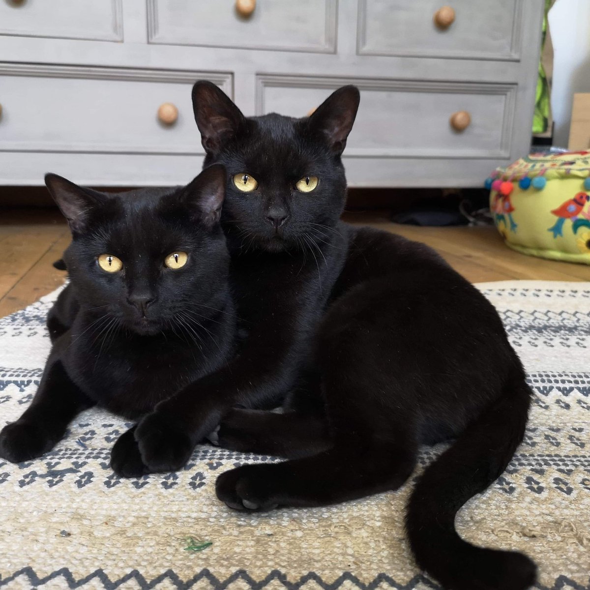 Black cats are hard enough to home but when you have a bonded pair of brothers it almost seems impossible 😢 #BlackCats #Rescue #AdoptDontShop #NeuterYourCats