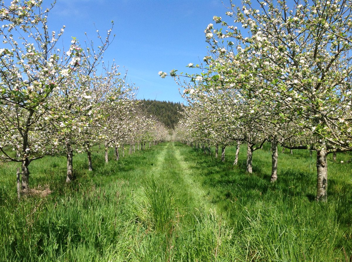 EMBrutnature's tweet photo. La flor del Manzano. Sin duda la época más preciosa de nuestro #Terroir #floracion #fincaViadi (mejor plantación 2015/16/17/18) #verdialona #floreciendo 🌸🌺@sidradeasturias #flordelmanzano #CosechaPropia #ElGobernador #Sidra #cider #villaviciosa #asturias https://t.co/gMMl0iGe3F