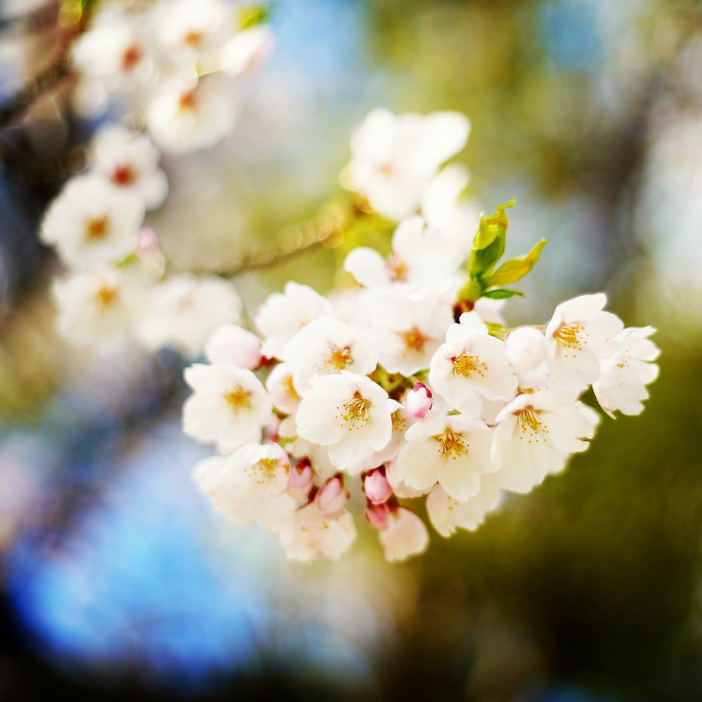 datafok's tweet image. Cherry blossom on a canvas flic.kr/p/25aK9VH