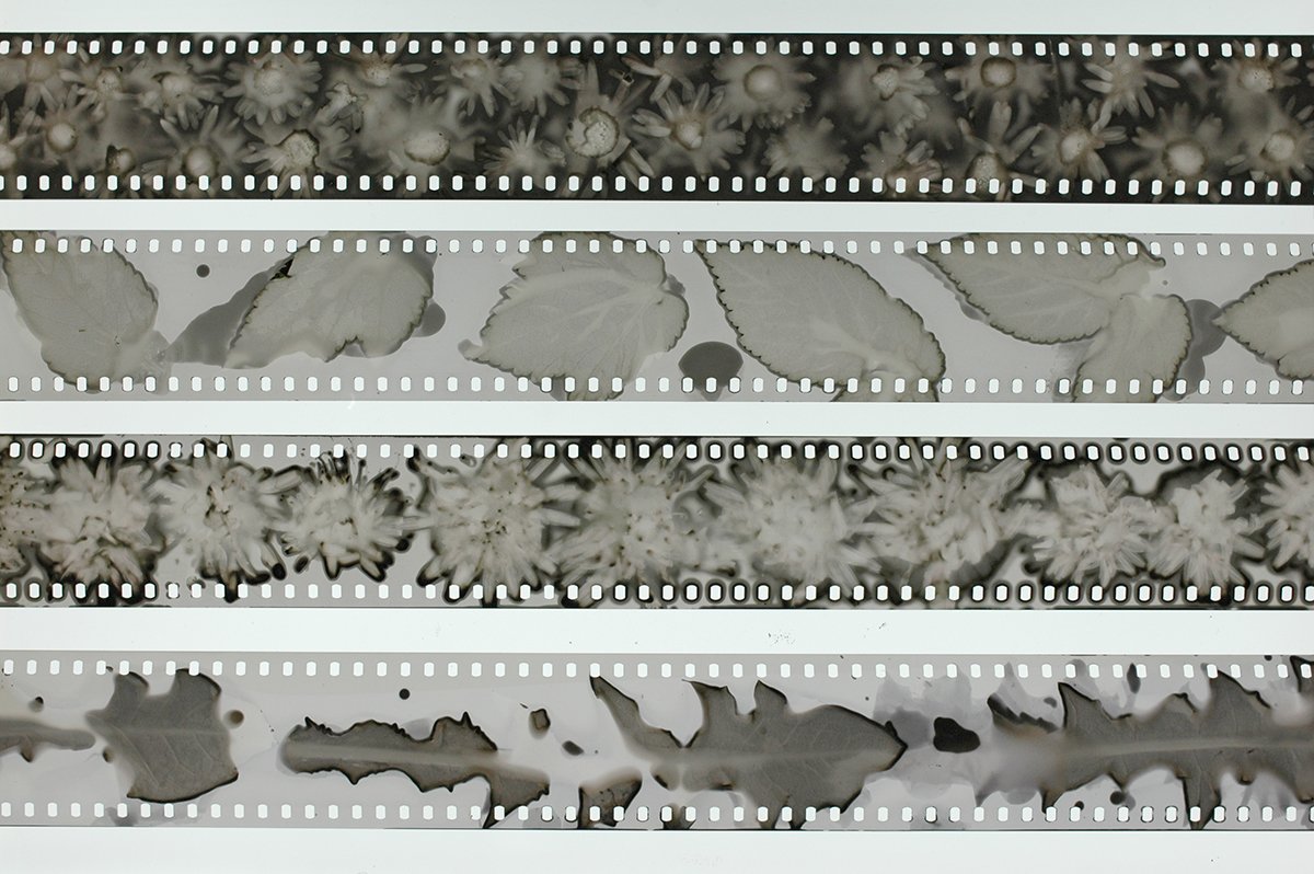 Exciting news of phytogram workshop with @DoingKarel  and experimental handmade film screening with legendary Canadian collective Film Farm <a href="/Analogue_Farm/">Analogue Farm</a> Friday 24th May in Rossendale analoguefarm.com/news