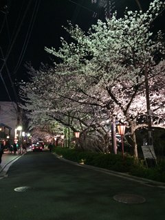 自転車を買ったからお出かけ(*´▽｀*)

てか。。。
どこかわからんのですけどねｗ

あとお花見をできなかった方用に夜桜を( *´艸｀)ゥヒ
京都の桜はキレイでした～
来年は大阪の桜を満喫しますかね、、場所しらべとこ