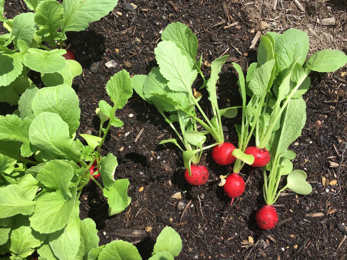 Erste Ernte in #Buschdorf.