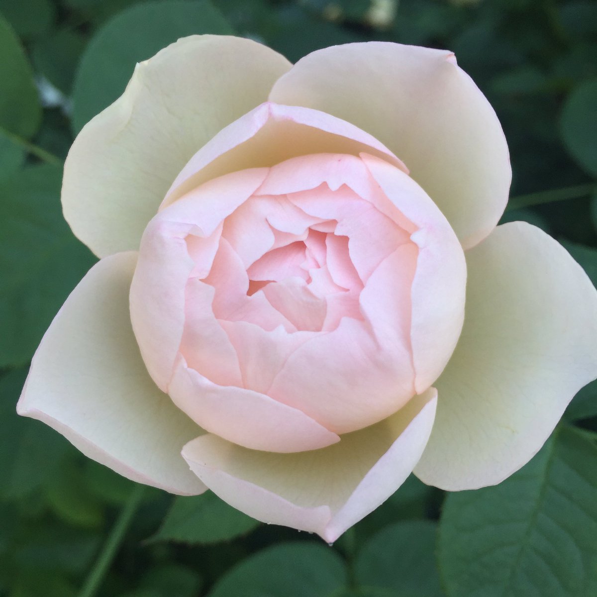 86th Historic Garden Week ends today with tours on the Eastern Shore and in Roanoke. vagardenweek.org