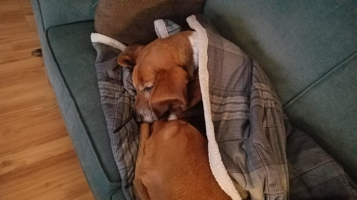 Margot the ultimate competitor prepares for the 2020 Furry Scurry at Wash Park..had enough everyone else?