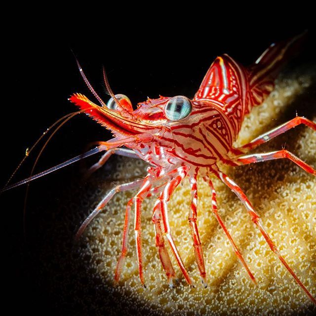 RaymondWennekes's tweet photo. In my latest trip to the Similan Island I saw loads of Camelback Shrimps (Hinge Beak Shrimp) between the rocks. They are often very shy, but sometimes their curiosity wins and they can be beautifully photographed. Camelback shrimp are easily identified b… https://t.co/jBYAWb94jv https://t.co/88a0vgSRsz