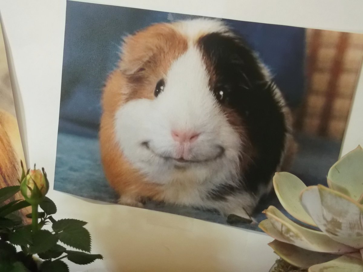 Senghennydd Library tweet media