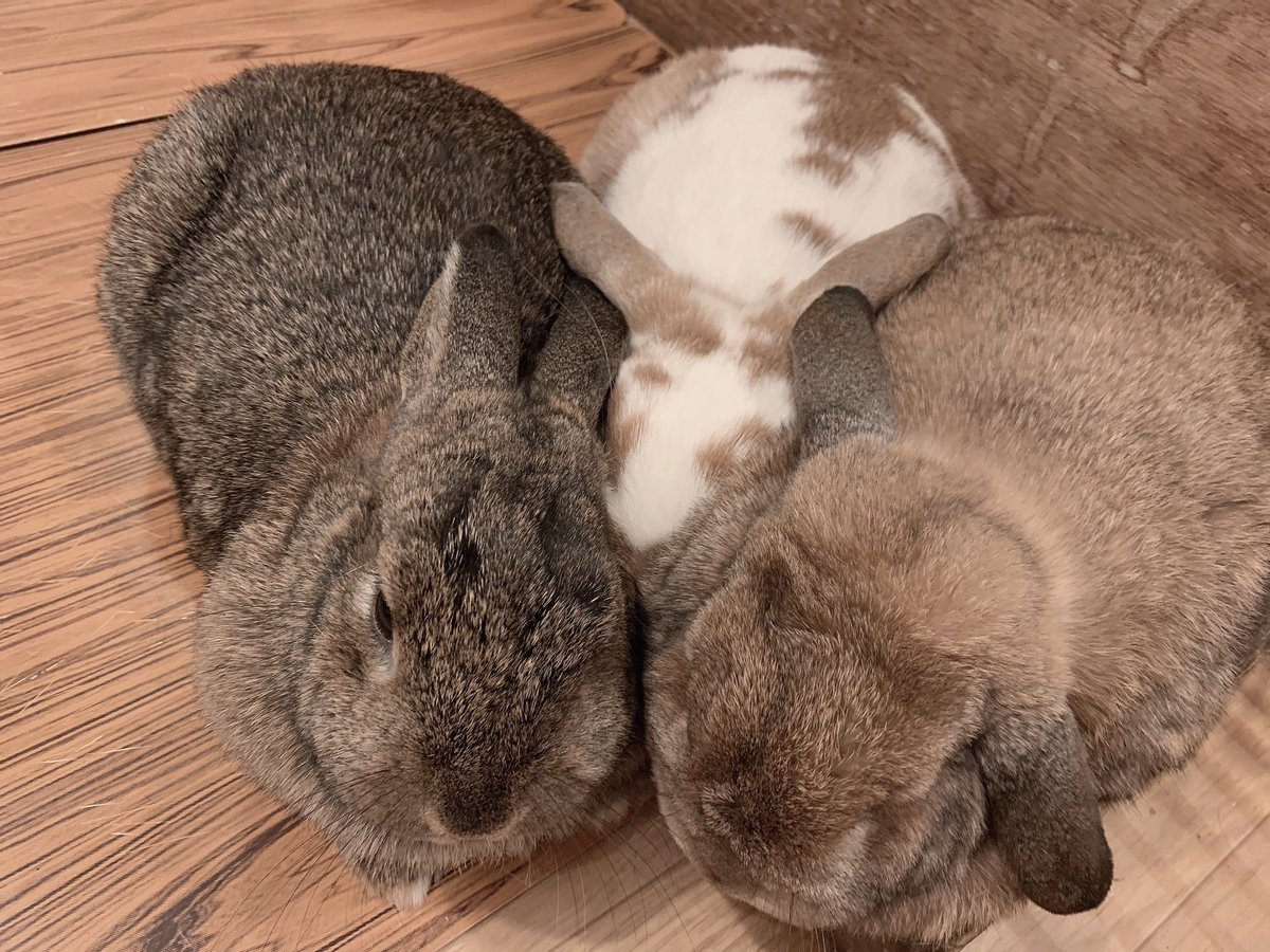 うさぎカフェ もふれる Twitterissa べる うるる ちゃみちゃんの三姉妹 仲良くくっついて寝てました べるちゃん ちゃみちゃんのモフモフも 可愛いですが強引に入ったうるるちゃんの 潰れたお顔も堪らないです 2枚目は上から見た写真です 轟 T うさぎカフェ もふれる Twitterissa べる うるる ちゃみちゃんの三姉妹 仲良くくっついて寝てました べるちゃん ちゃみちゃんのモフモフも 可愛いですが強引に入ったうるるちゃんの 潰れたお顔も堪らないです 2枚目は上から見た写真です 轟 T