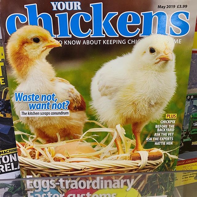 How have I never seen this magazine before?!? 🤣🤣🤣 #yourchickensmagazine #yourchickens #loveyourchickens #magazinecover bit.ly/2V2ziqW