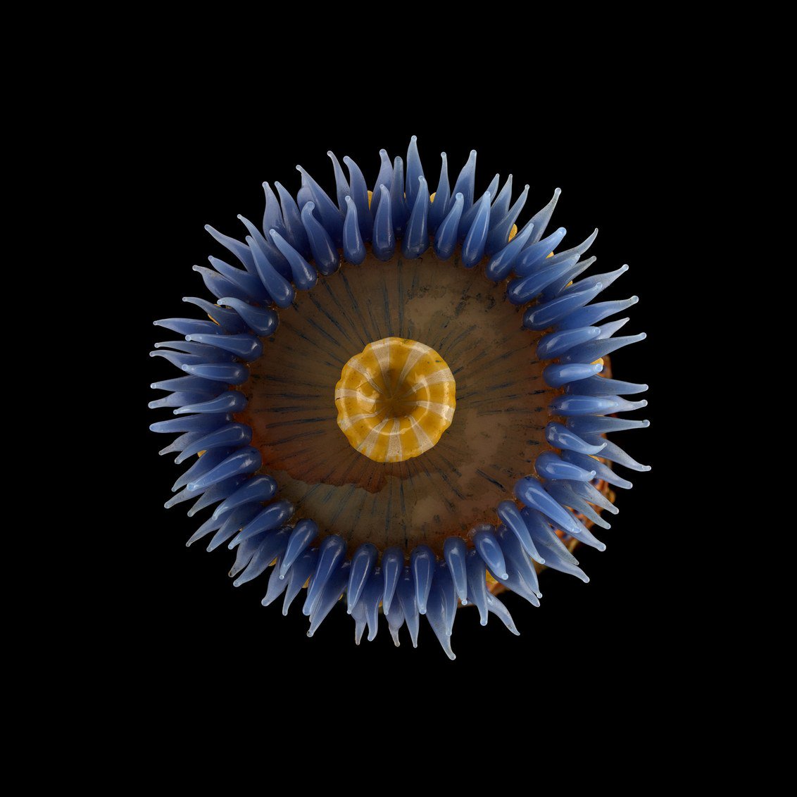 WIREDScience's tweet photo. Don't trust your eyes. These are not sea creatures but glass sculptures by 19th century father-and-son glassworkers Leopold and Rudolf Blaschka. The duo didn't teach anyone their techniques and when the son died, so did that knowledge.
📸 Guido Mocafico https://t.co/lwthszvbHP https://t.co/Z3yuVAY8LZ