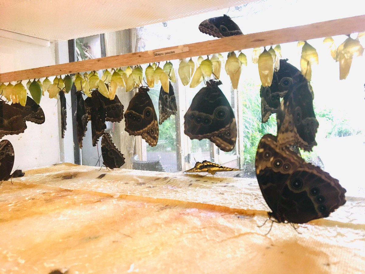 wingsoftropics's tweet photo. It’s a busy Saturday in the Wings of the Tropics lab!  Approximately 50 Morpho peleides to release today.  Come see for yourself @FairchildGarden https://t.co/tR9RtpshWG
