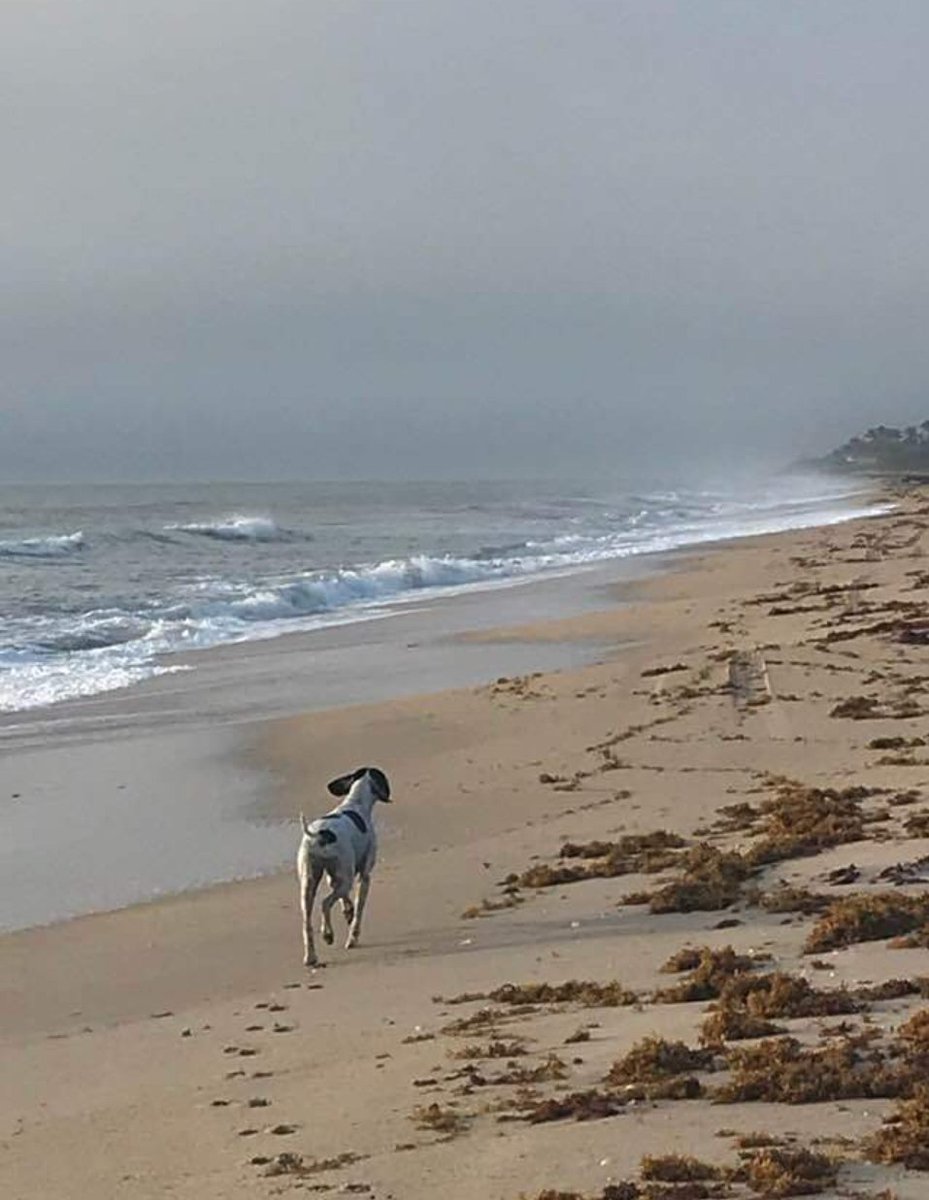 saktothepoint's tweet photo. When dogs you've bred go to fantastic homes, and you suddenly realize you place puppies with more care and thought than you put into your own relationships. #purebreddogs #akcdogs #englishpointers #pointers #birddogs #huntingdogs #beachlife #Florida #beach #dogslife #beachrun https://t.co/v7cJgsiwJc