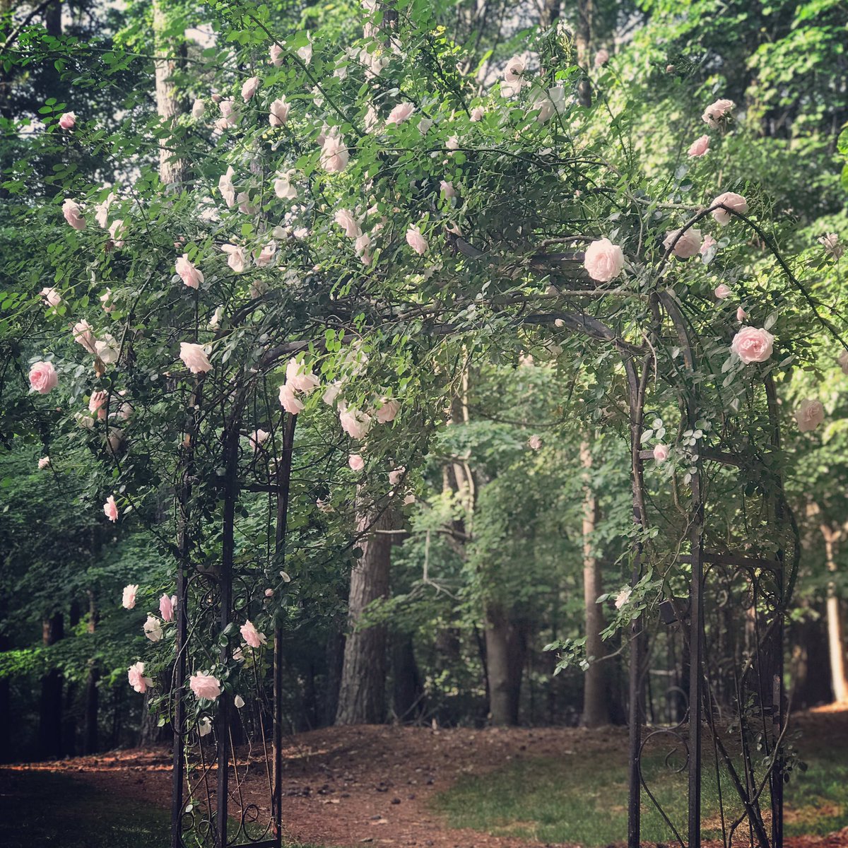 kimberlydbrock's tweet image. Take a walk with me this morning. #sweetspring #ramble #inspiration #muse #authorsofinstagram