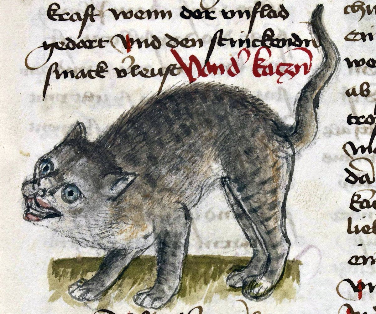 The Laws of Hywel Dda state, among the other attributes of a good cat, that "it should not be"caterwauling every new moon"