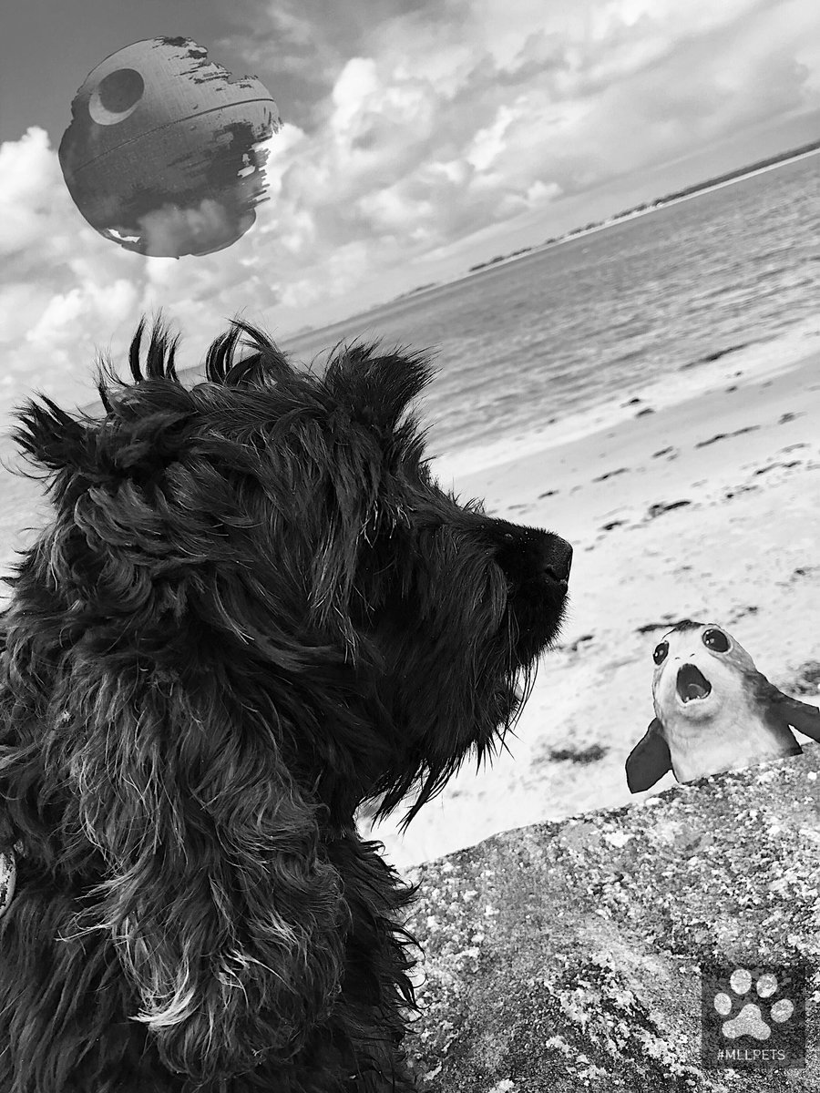 mllpets's tweet image. 🖤lovely #cocker Halley 🖤
May the force be with you ! #starwars #starwarsday

🐾#mllpets🐾

🐾 watch my gallery Instagram 
➡️ instagram.com/mllpets/

🐾 watch my video Youtube 
➡️ youtube.com/channel/UCSWql…