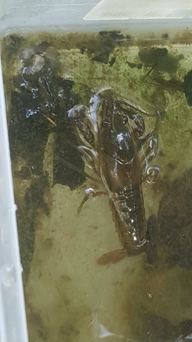 KnightDeal2518's tweet photo. @KnightdaleHS @eastwakehs #StudentsDiscover Macroinvertabrate survey at our school pond https://t.co/UprI9MCrDx