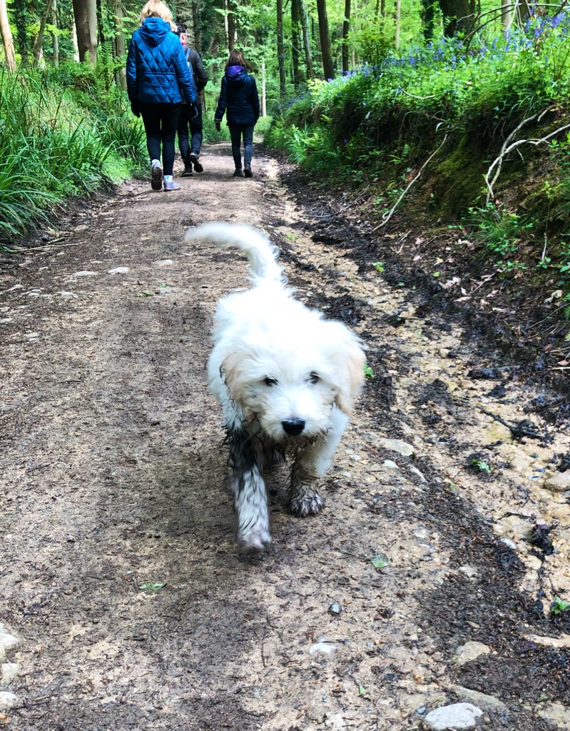 andyheeps's tweet photo. Lovely weekend in the Cotswolds - with Ferdinand’s first walk off the lead #hecameback #helikespuddles https://t.co/DqO0GPTn2f