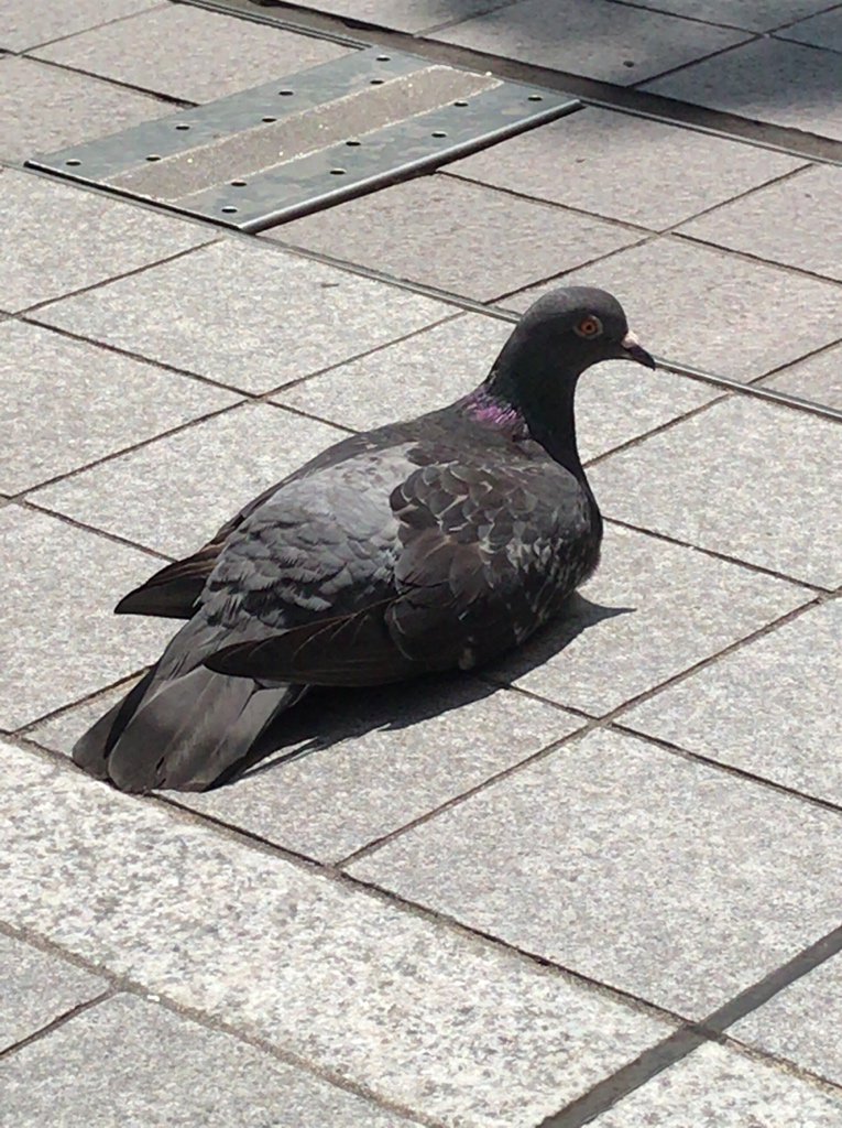 ← une colombe / un pigeon→
... right? 