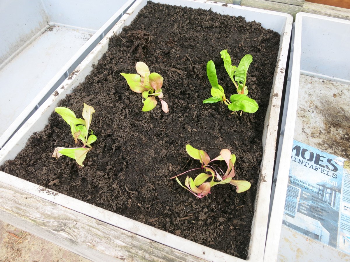 speeldekameleon's tweet photo. Tussen de paar hagelbuien (!) door hebben we fijn gewerkt op onze maandelijkse doedag. Er zijn bonen gezaaid, aardappels gepoot, snijbieten geplant en twee eengezinsmezenkastjes opgehangen. En dat allemaal @speeldekameleon in #hoograven. Op zaterdag 1 juni weer! Be there... https://t.co/XHLc9rZvgA