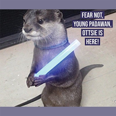 OttsenOil's tweet image. #PCMO #HDMO #oilanalysis #delo #havoline 

With all of these names and categories flying around, are you feeling like a Padawan learner?! Have no fear, the #OttsenExperts are here! give us a call and we'll help you decide which is the "chosen one" for your needs.