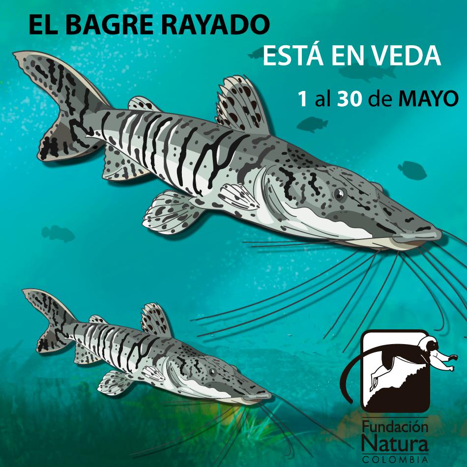Hacemos un llamado a los pescadores y comerciantes a no pescar ni comercializar esta especie, ya que se encuentra en su ciclo de reproducción.