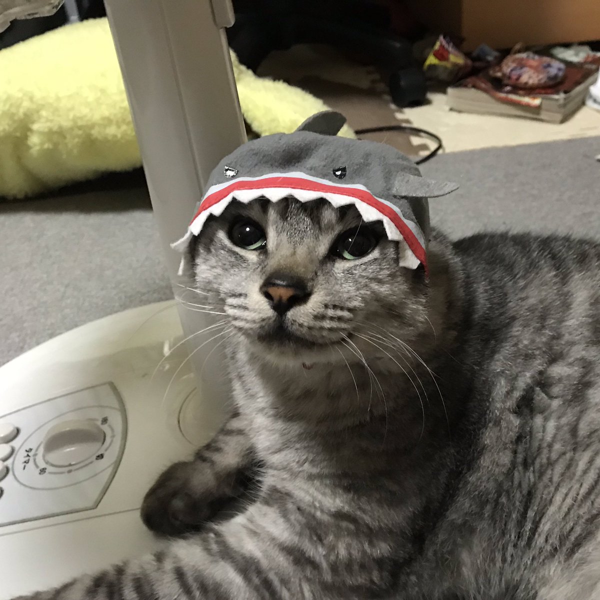 Noppy Auf Twitter 猫鮫 猫 Cat ニャンコ おもしろい猫 猫好きさんと繋がりたい サバトラ 猫モフー