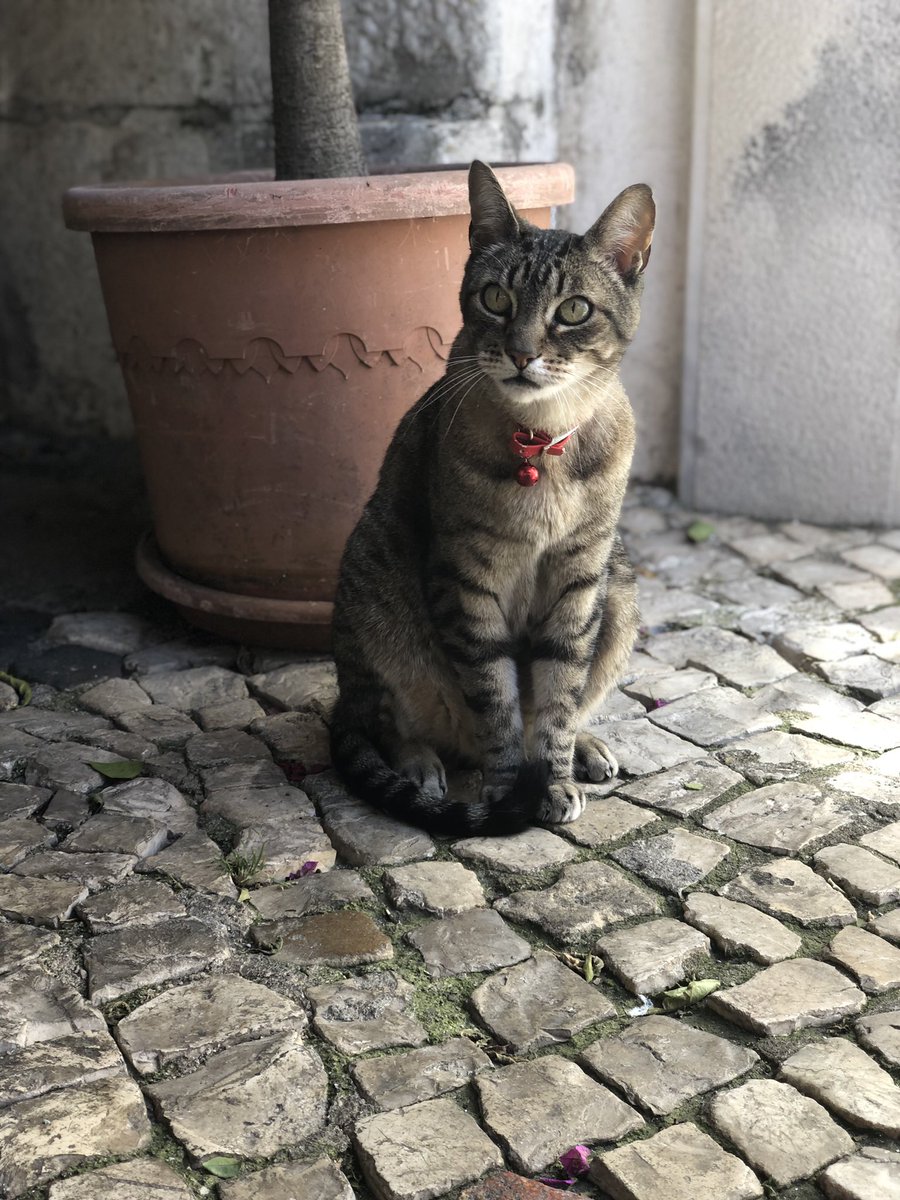 couchflucht's tweet photo. Jetzt gehts weiter mit dem Bus von Lissabon nach Lourinha! Bin schon sooo gespannt auf die Nomad Week! 🤗
#nomadweek #lissabon #lisboa #lourinha https://t.co/J5H9pwN1KF