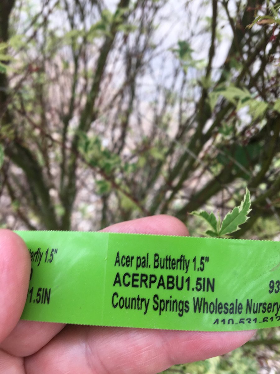 cswndan's tweet image. Acer Palmatum Butterfly. If you’re looking for a unique small ornamental tree, this could be the one. It’s fine texture and unusual variegation will make you stop and notice. You may even see some pink in the cream leaf edges during Spring. 6’-12’ max ht. Worth a look. #CSWN