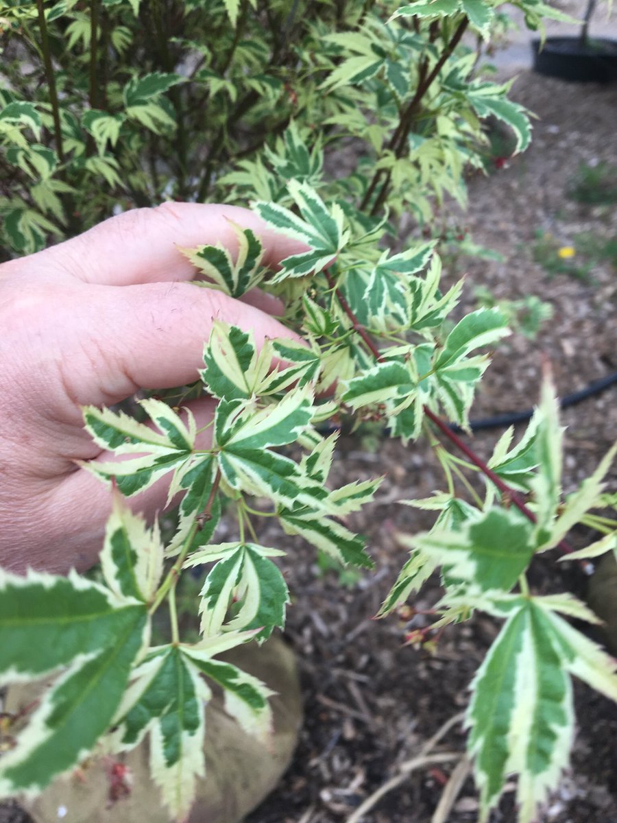 cswndan's tweet image. Acer Palmatum Butterfly. If you’re looking for a unique small ornamental tree, this could be the one. It’s fine texture and unusual variegation will make you stop and notice. You may even see some pink in the cream leaf edges during Spring. 6’-12’ max ht. Worth a look. #CSWN