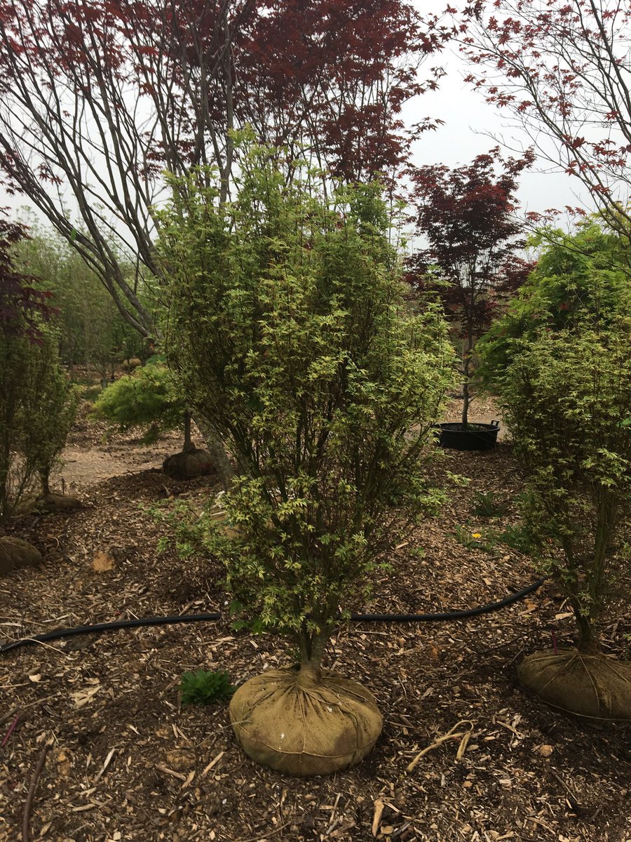 cswndan's tweet image. Acer Palmatum Butterfly. If you’re looking for a unique small ornamental tree, this could be the one. It’s fine texture and unusual variegation will make you stop and notice. You may even see some pink in the cream leaf edges during Spring. 6’-12’ max ht. Worth a look. #CSWN
