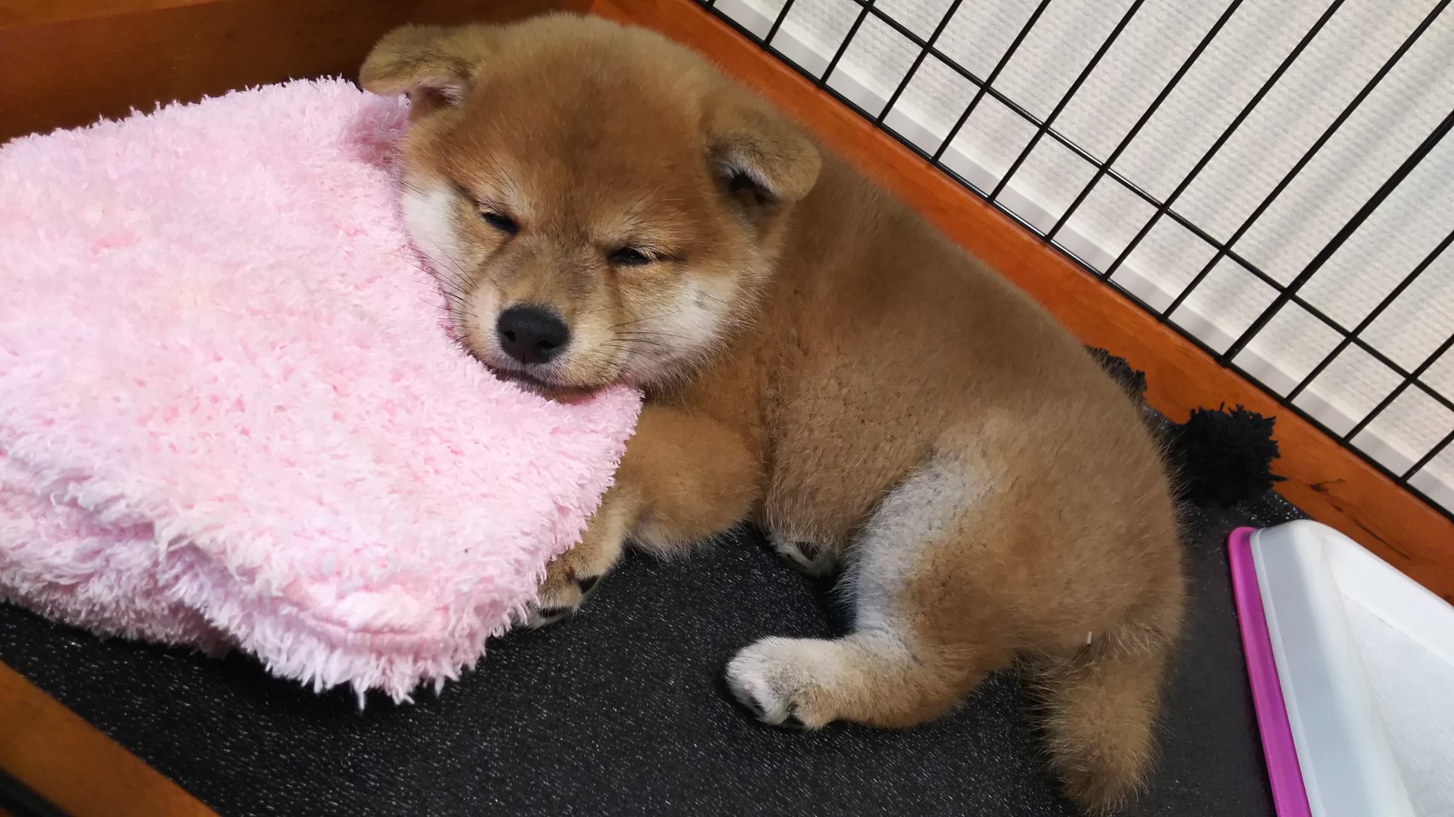 雛菊 耳が 立ちました 今日 両耳ペタン 片耳ペタン 両耳ピンッ ココ 頼りない感じだったのに すごく頼もしい感じに成長中 柴 犬のいる暮らし 子犬 うちのこかわいい ペット 愛犬 柴犬 可愛い うちの子かわいい T Co