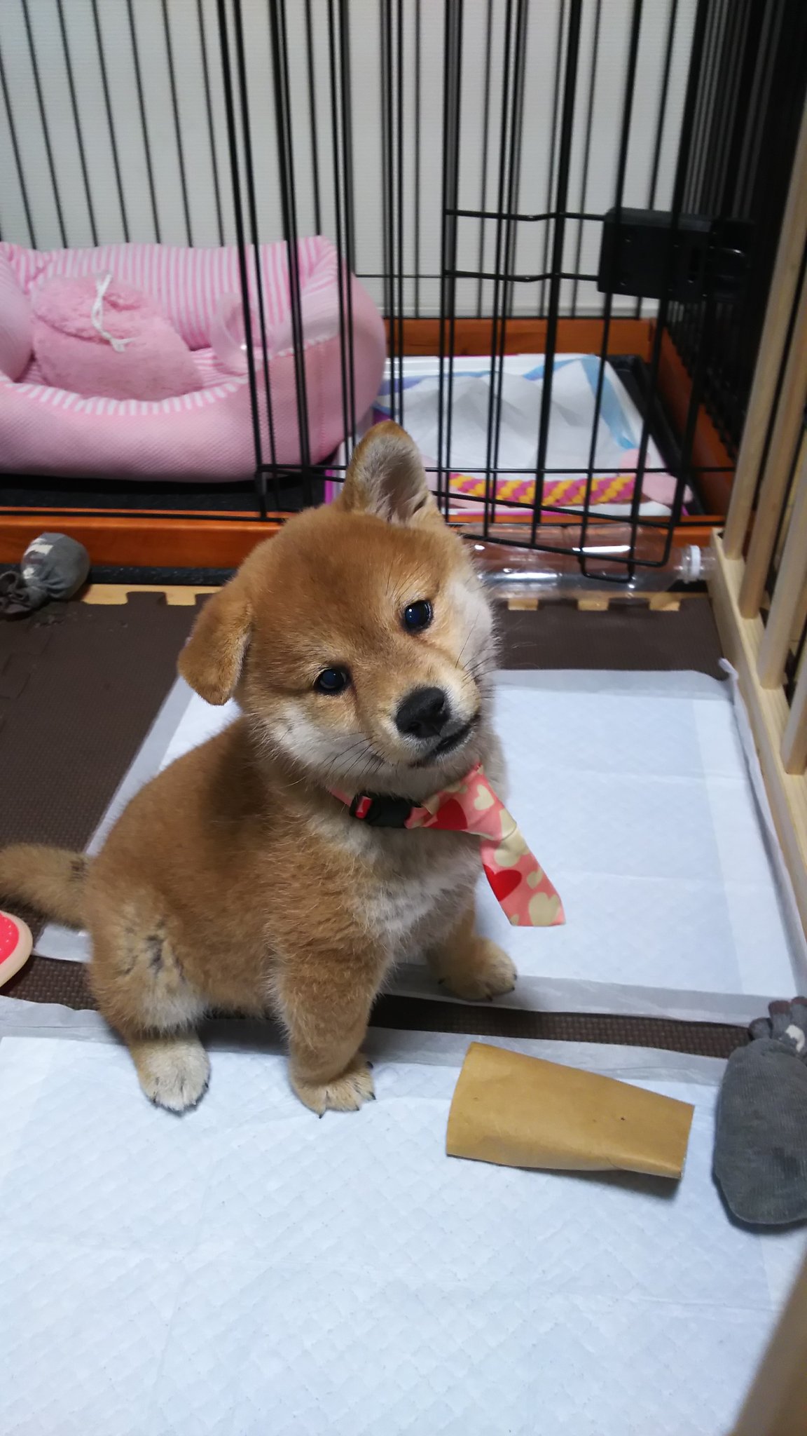 雛菊 (@215hinagiku) / X