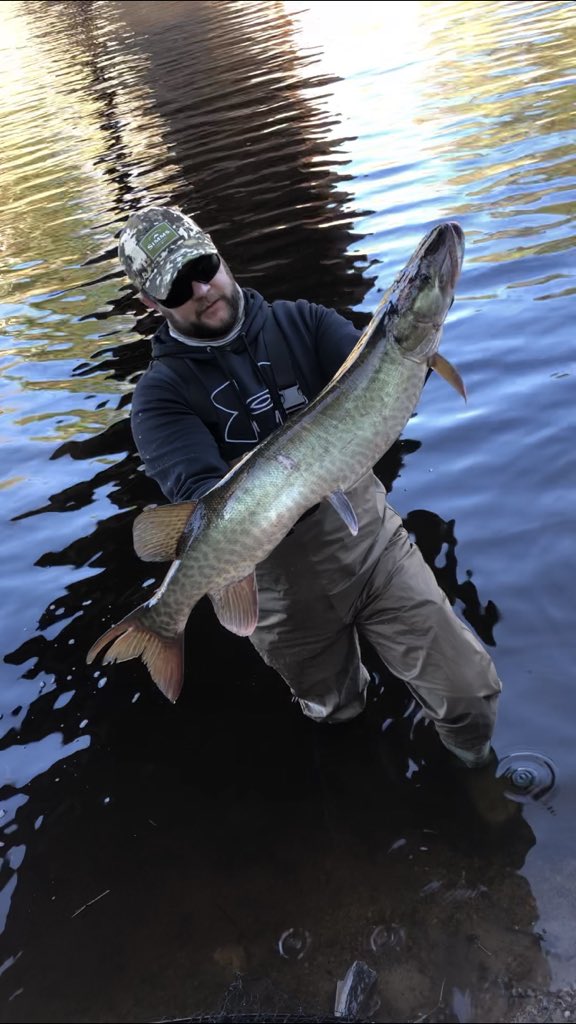 IgnitionFishing's tweet image. What a past few days! @danscriver punched the turkey tag on Thursday, Guided Nathan to his first bird on Friday, and capped it off w southern WI opening day Musky!