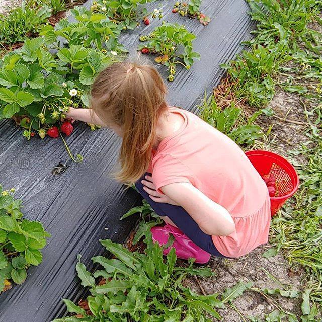 Amysoccasions's tweet photo. We went #strawberrypicking today! My daughter wasn't in the mood at first but then she didn't want to stop. We ended up with an entire basket of berries. Time to get creative! What's your fav think to do with fresh strawberries? ... #strawberry #amysocca… https://t.co/4u0mrfZ4od https://t.co/SXYuu8U5BU