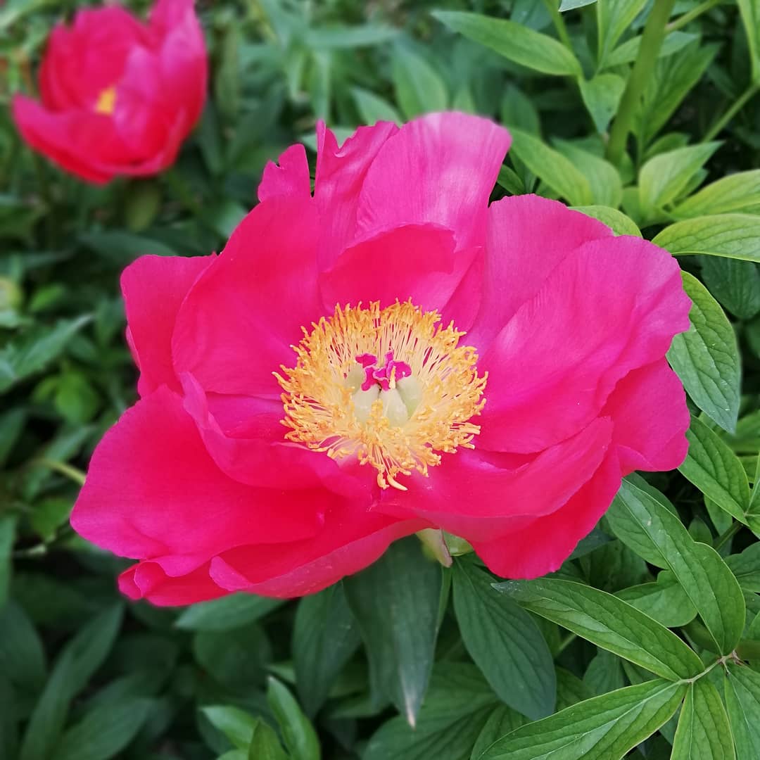 rikkai_captain's tweet photo. Look babies are blooming https://t.co/VfNLxOBzW3