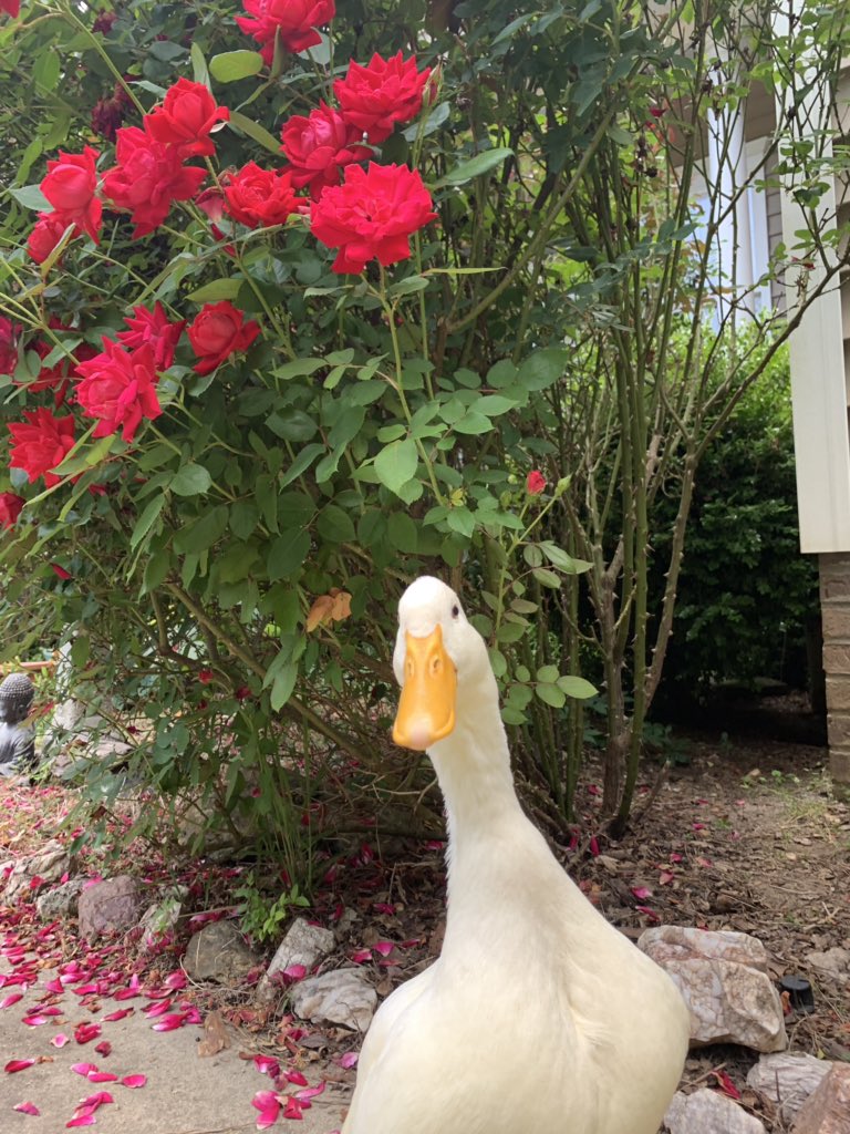 ggayerthangay's tweet photo. @Emi_ology george my favorite duck https://t.co/a546pF7Cg8
