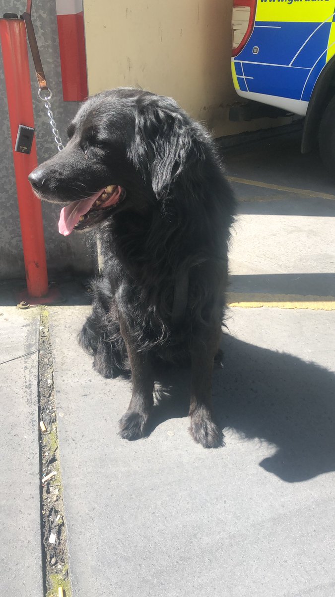 gardainfo's tweet photo. This male dog was found around the Jameson Distillery, Smithfield, Dublin 7 on 3rd May, 2019 at approx. 9pm. Currently being looked after
in Store Street Garda Station. No microchip. https://t.co/a7ejYQoqSr