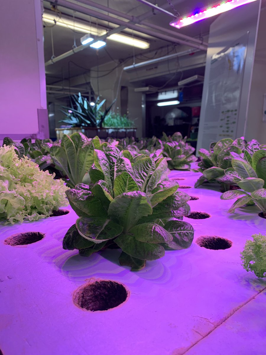NCC_CIA_CKI's tweet photo. April showers bring May flowers but why stop there? @insidetheplant has so much more to offer!
.
.
@northcentralcollege https://t.co/rk8M5ZgFKA