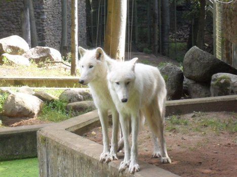 worldnewsdotcom's tweet image. First look: Dramatic video shows Arctic wolves hunt musk oxen in Earth’s most frigid habitat

#ArcticWolves #MuskOxen #NationalGeography #Wildlife

article.worldnews.com/view/2019/05/0…