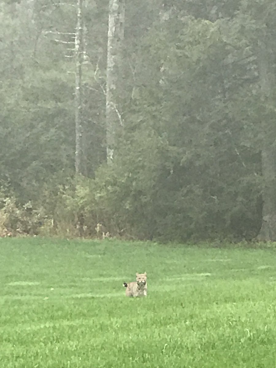 Our new mascot? No, just a cute little bobcat out for a morning stroll in Scott’s backyard.
