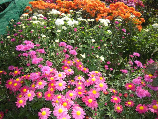 Plant Heritage are giving away a free hardy chrysanthemum to the first 40 visitors to their stand at the Moggerhanger Park plant fair, 2nd June 10-4 <a href="/MoggerhangerPK/">Moggerhanger Park</a> <a href="/HertsBedsPH/">Plant Heritage H&B</a> <a href="/Plantheritage/">Plant Heritage</a> <a href="/HertsHPS/">Herts HPS</a> <a href="/BiggyChronicle/">BiggleswadeChronicle</a> <a href="/MoggParkFriends/">Moggerhanger Friends</a>