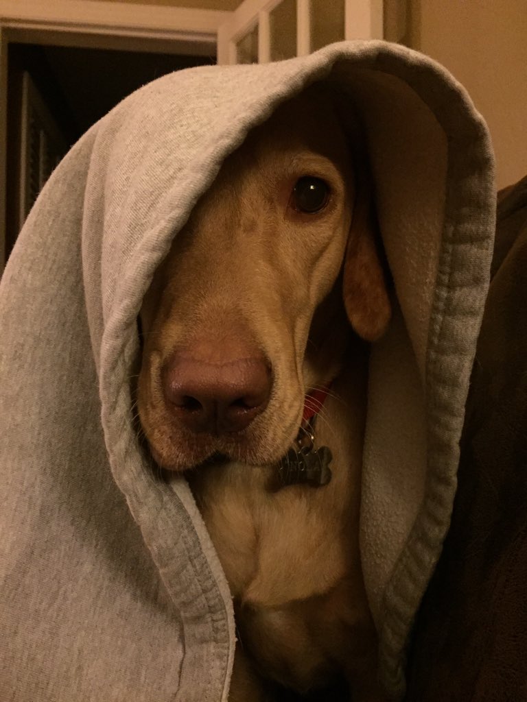 nolapups's tweet photo. #MayThe4thBeWithYou https://t.co/wlxjeBQjJw
