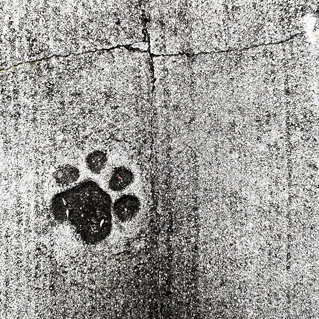 #cats bit.ly/2VLFuZ0