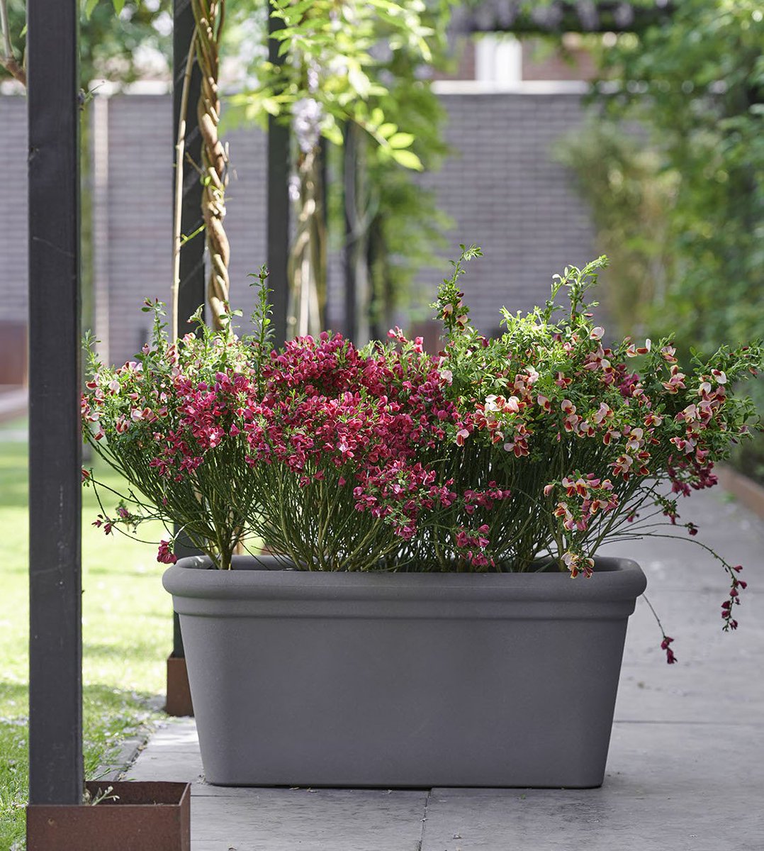 Envie d'une plante d'extérieur au délicat parfum et à la couleur vive ? Craquez pour le genêt ! On vous invite à découvrir toutes les beautés parfumées dans cet article ! 😃🌿
ow.ly/WGuE50rs5A0