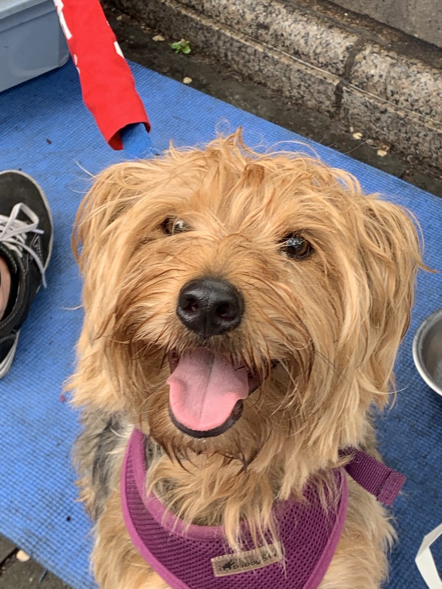 MightyMutts's tweet image. Ricky doesn’t mind the rain! Come see us at 14th and University today! #adoptdontshop