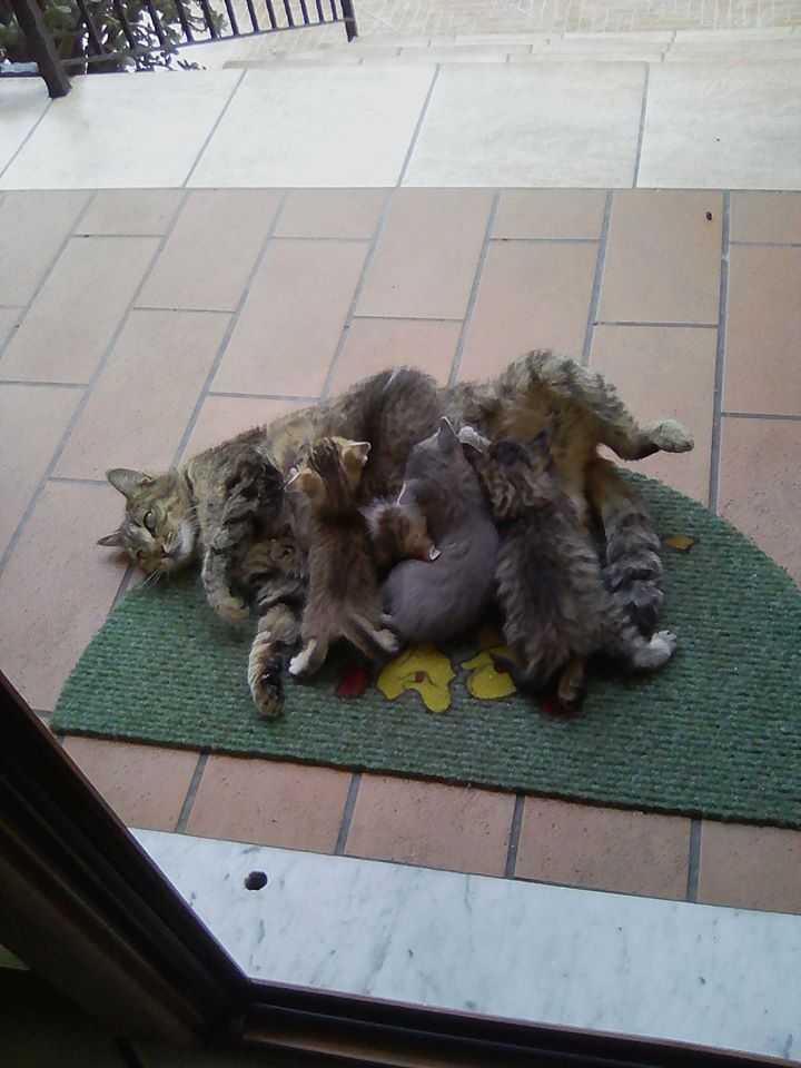 MunaronLuisella's tweet photo. Questa gattina si è rifugiata in un cortile a Ponticelli 
Ha bisogno urgentemente di essere messa in sicurezza, mamma è cuccioli, sono a rischio avvelenamento, la mamma piange perché ha tanta fame 
Aiutiamola  
 3393174913 Marina Santorelli
Oppure al 3391408421 https://t.co/r6lTNCIlMx