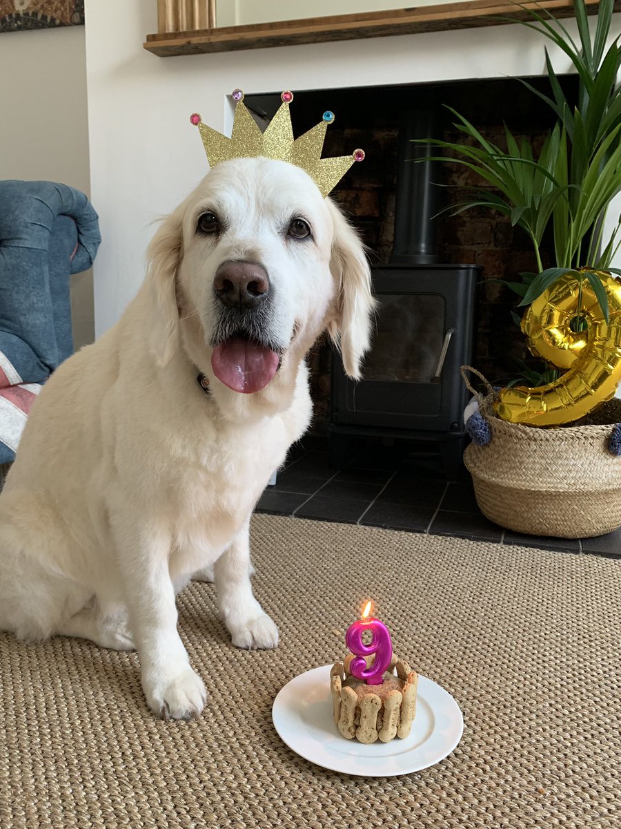 MuttsButts's tweet image. The Boo is 9 today !!! That’s 3320  days on this planet !! May the force be with Boo ! ❤️🐾🐾👑