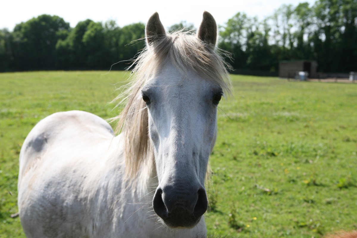 NSPCA Longford tweet media