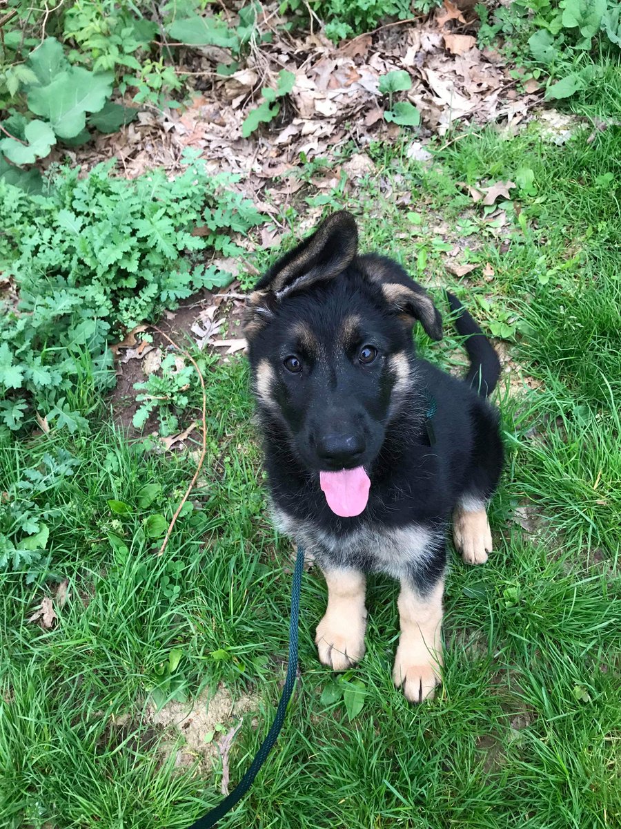 PersevereKennel's tweet photo. New puppy incoming!   Peaks Brook With God On Our Side  aka Faith https://t.co/7hD639Qvmn