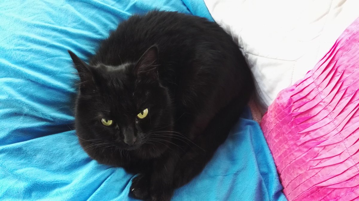 SerenCat's tweet photo. @LeedsCatRescue I an sure that if my humans lived closer I wouldn't be able to stop them. I'm not so sure I want the competition for their affection though. https://t.co/EguCGYPZ5S