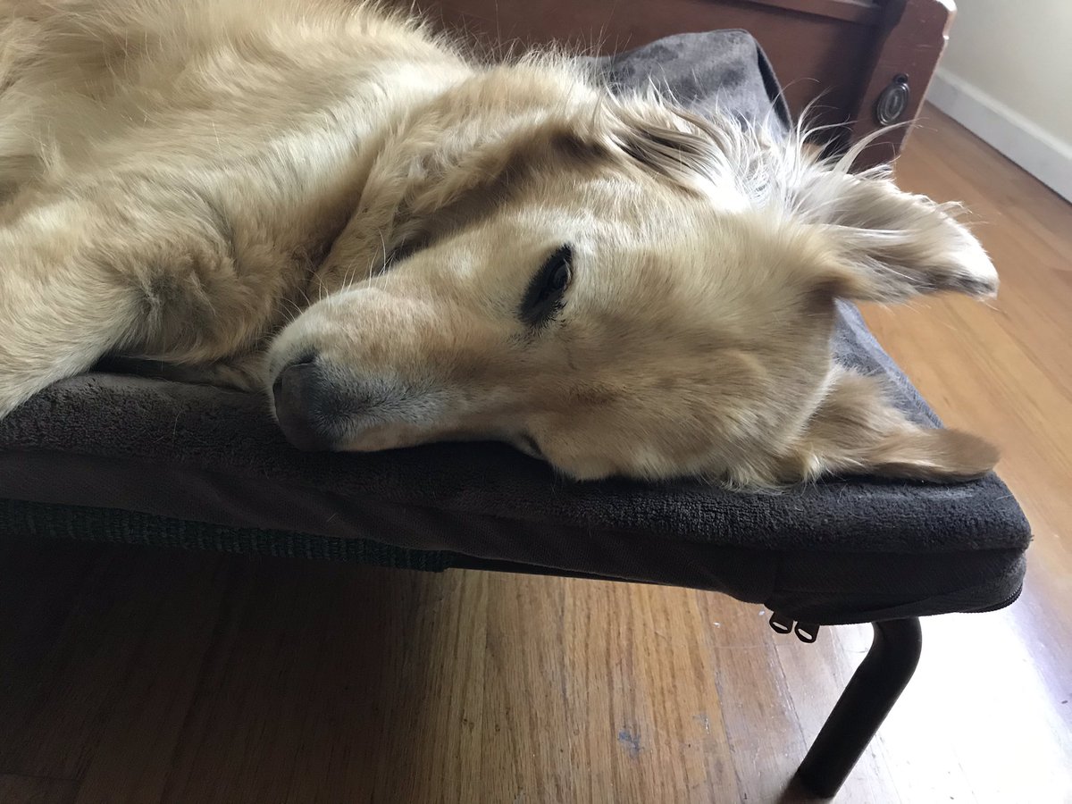 squareduptweets's tweet photo. #MayThe4thBeWithYou

Live long and pup-sper!

No. Wait, that’s #StarTrek. 

May the Fourth be with you and your pup!

#RescueDogs
#goldenretrievers 
#AdoptAShelterPet https://t.co/dwzj7AP3p4